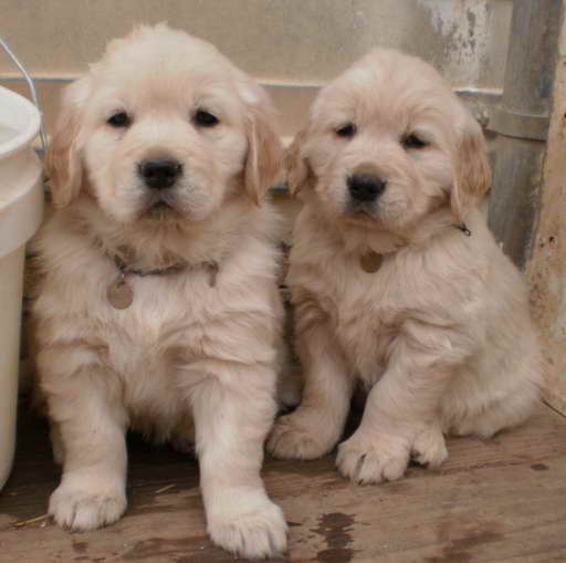 Golden Retriever Breeders Colorado