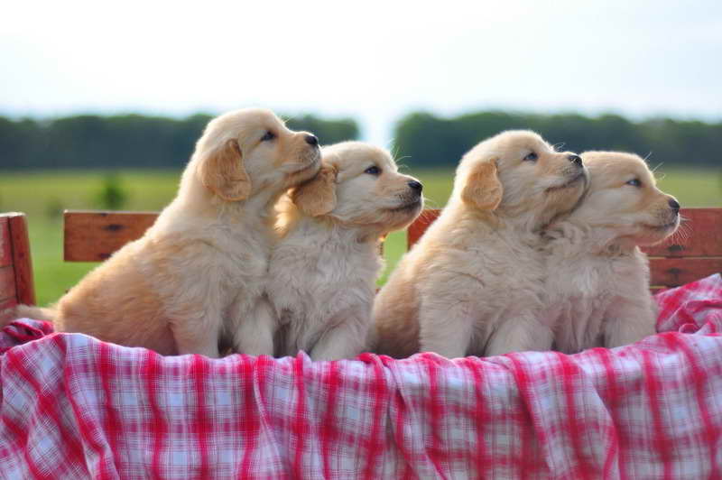 Golden Retriever Breeders Columbus Ohio