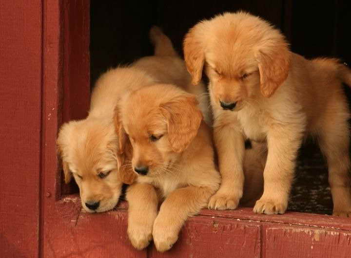 Golden Retriever Breeders Ct