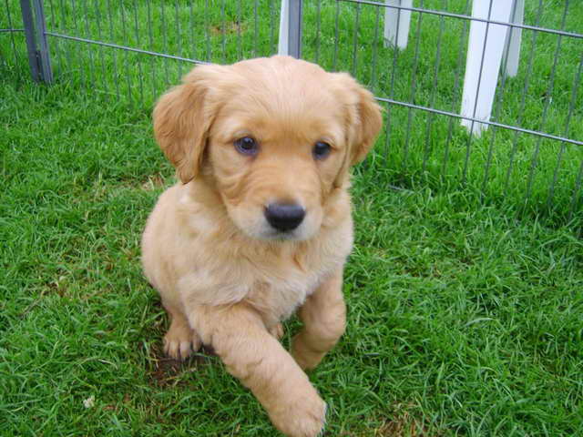 Golden Retriever Breeders Kansas