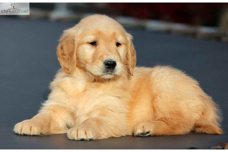 Golden Retriever Breeders Md