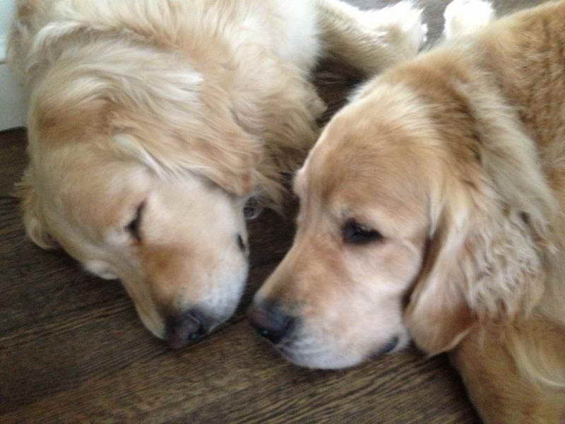 Golden Retriever Breeders Nj