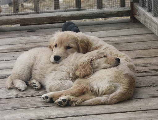 Golden Retriever Breeders Pa