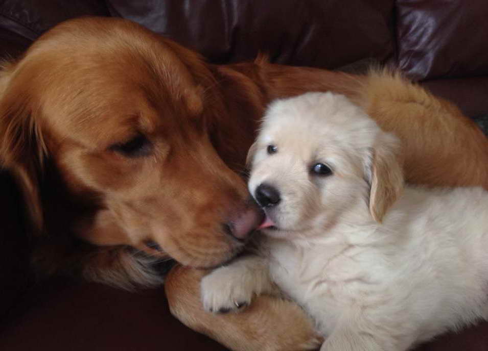 Golden Retriever Breeders Rochester Ny