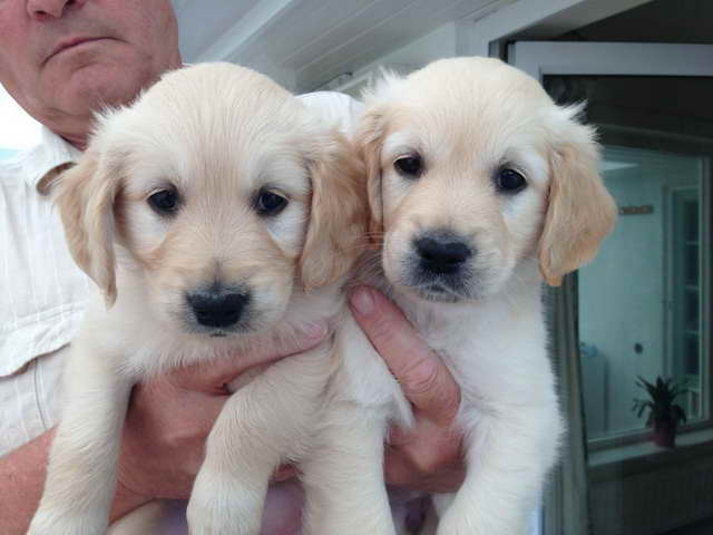 Golden Retriever Breeders San Diego