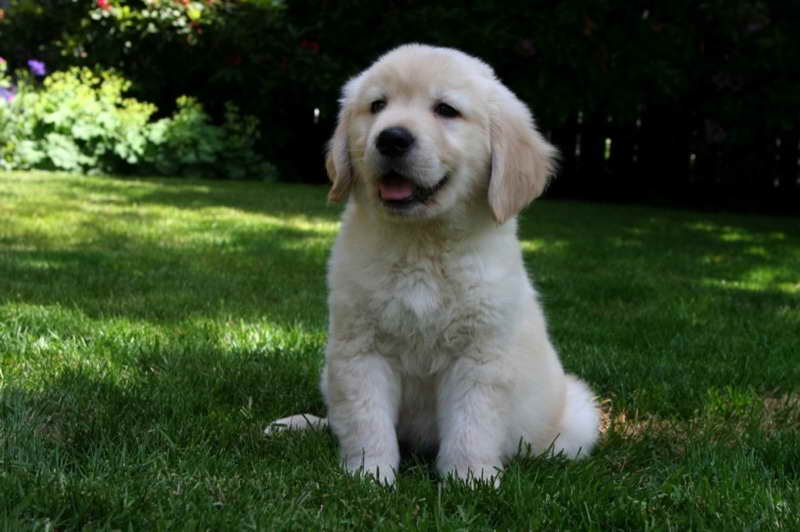 Golden Retriever Breeders Seattle