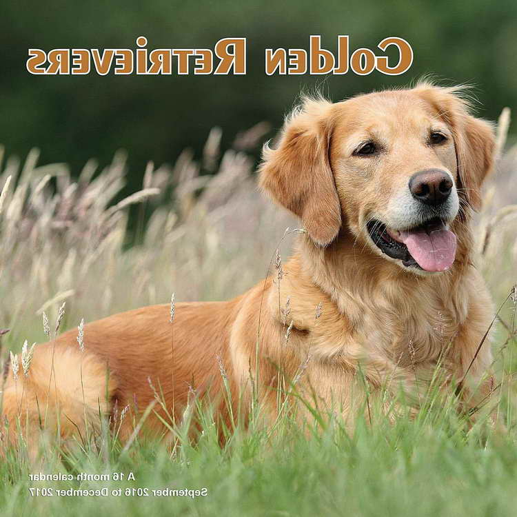 Golden Retriever Calendar