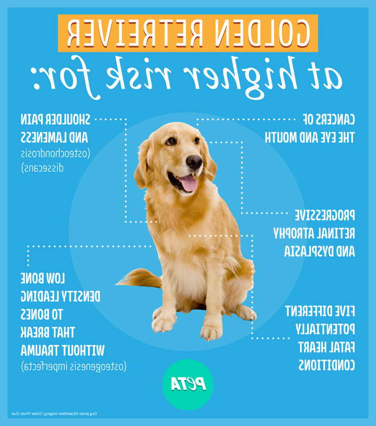 Golden Retriever Cancer Rate