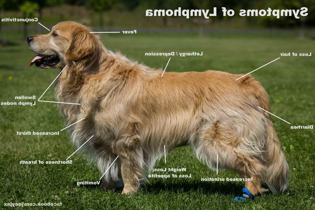 Golden Retriever Cancer Symptoms