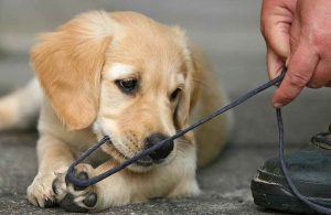 Golden Retriever Chewing
