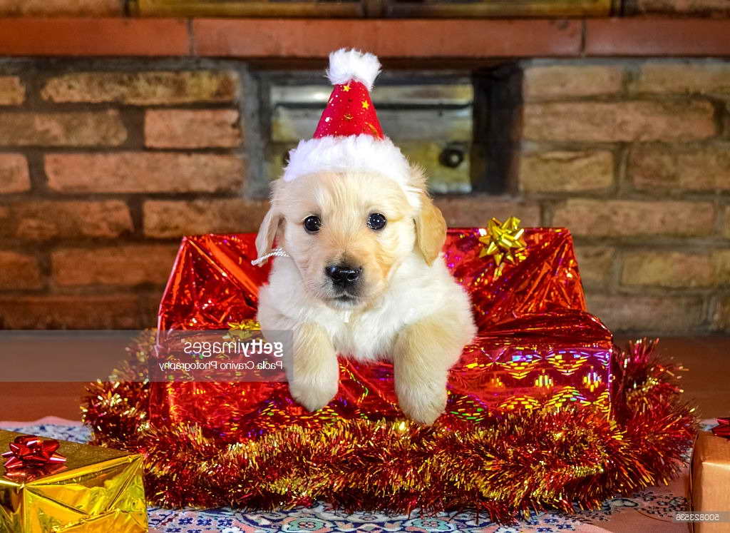 Golden Retriever Christmas Gifts