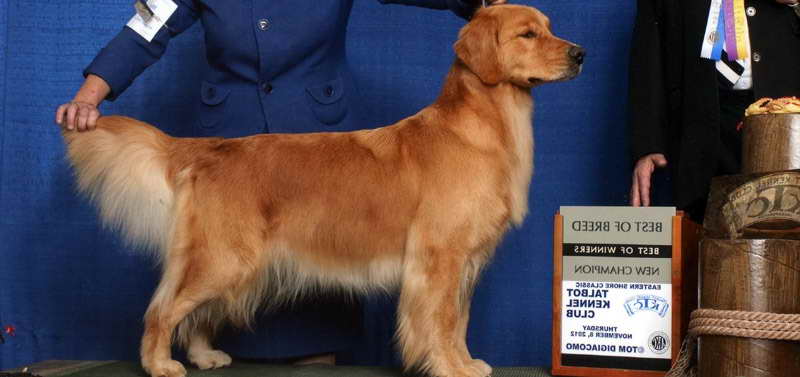 Golden Retriever Club Of America