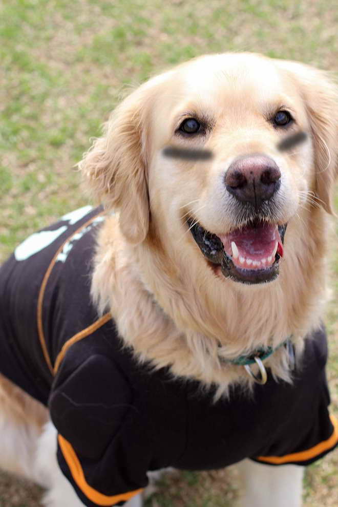 Golden Retriever Costume Ideas