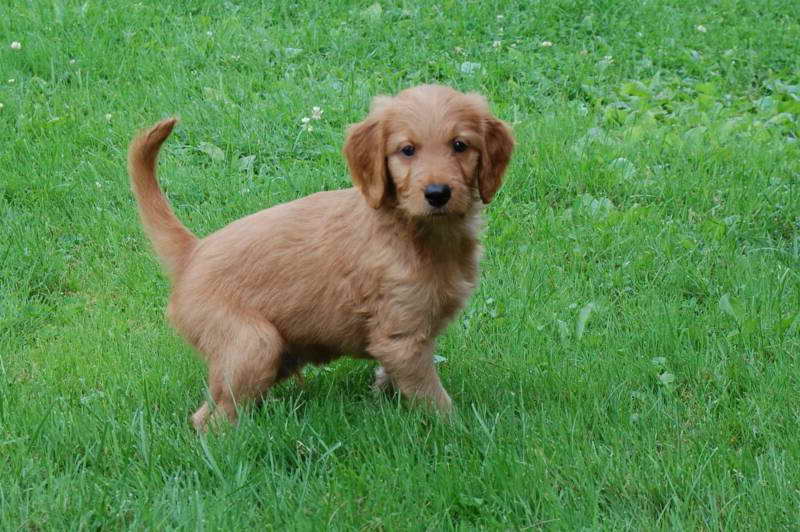 Golden Retriever Cross Poodle Puppies For Sale PETSIDI