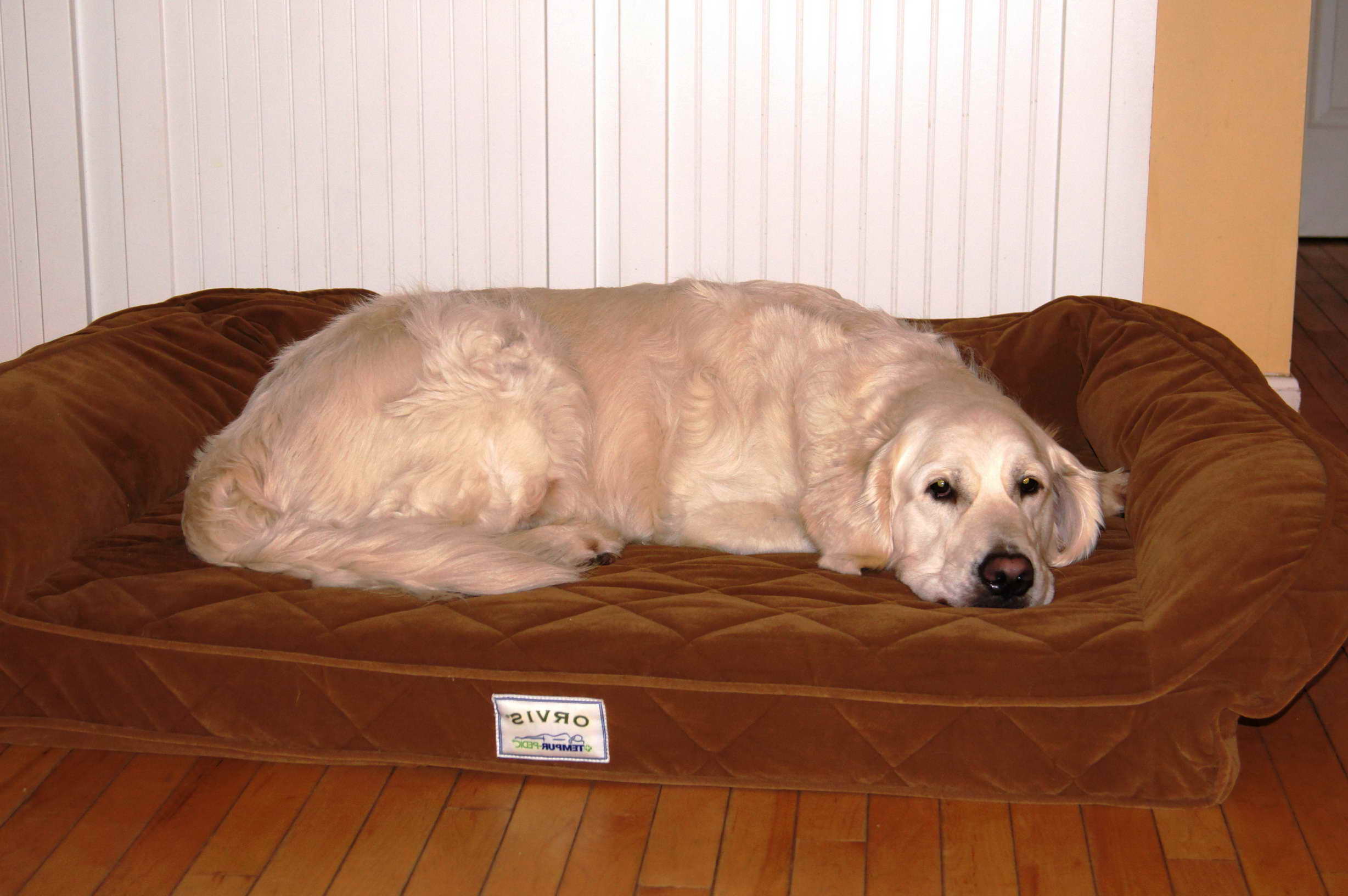 Golden Retriever Dog Bed