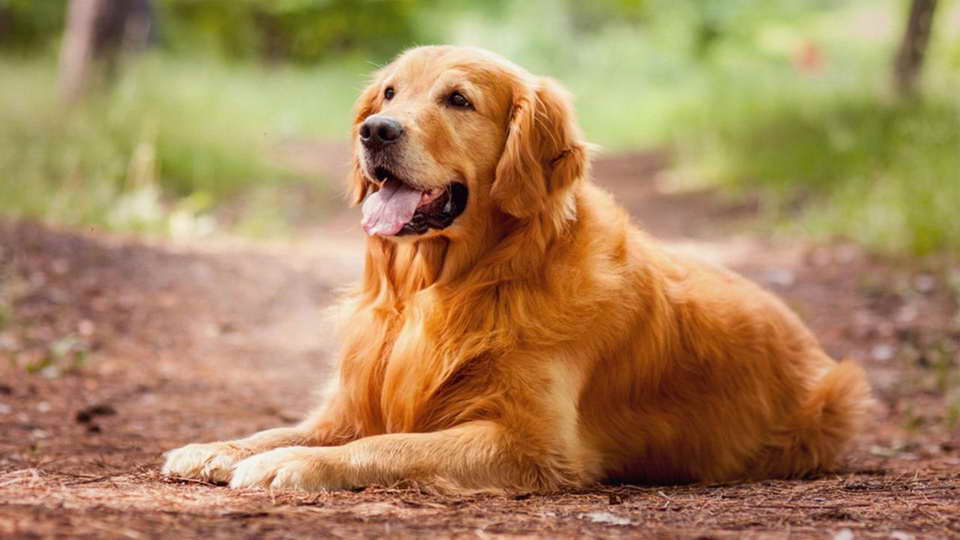 Golden Retriever Dog Breed