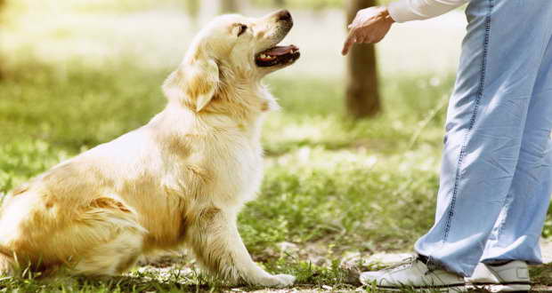 Golden Retriever Dog Training