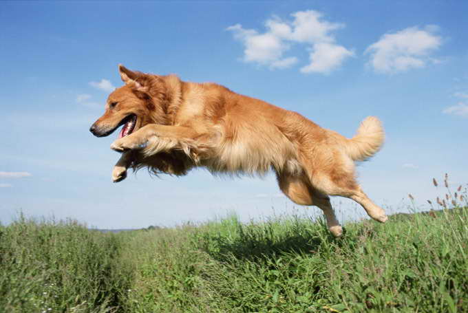 Golden Retriever Dogtime