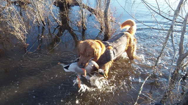 Golden Retriever Duck Hunting