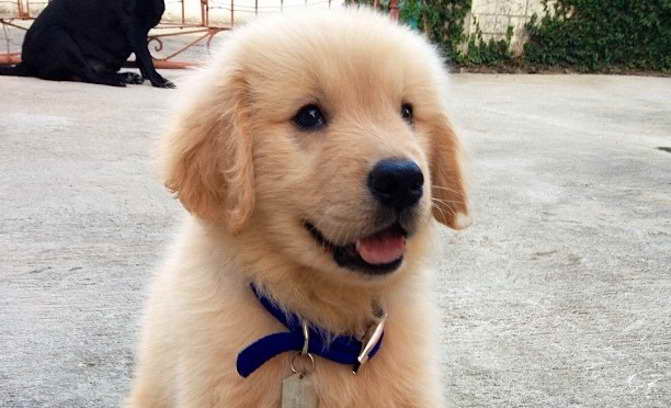 Golden Retriever Facts And Information