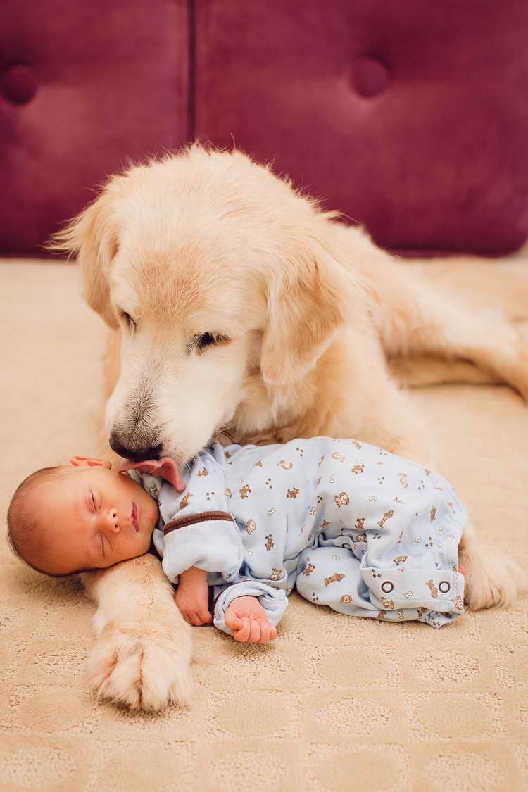 Golden Retriever Facts For Kids