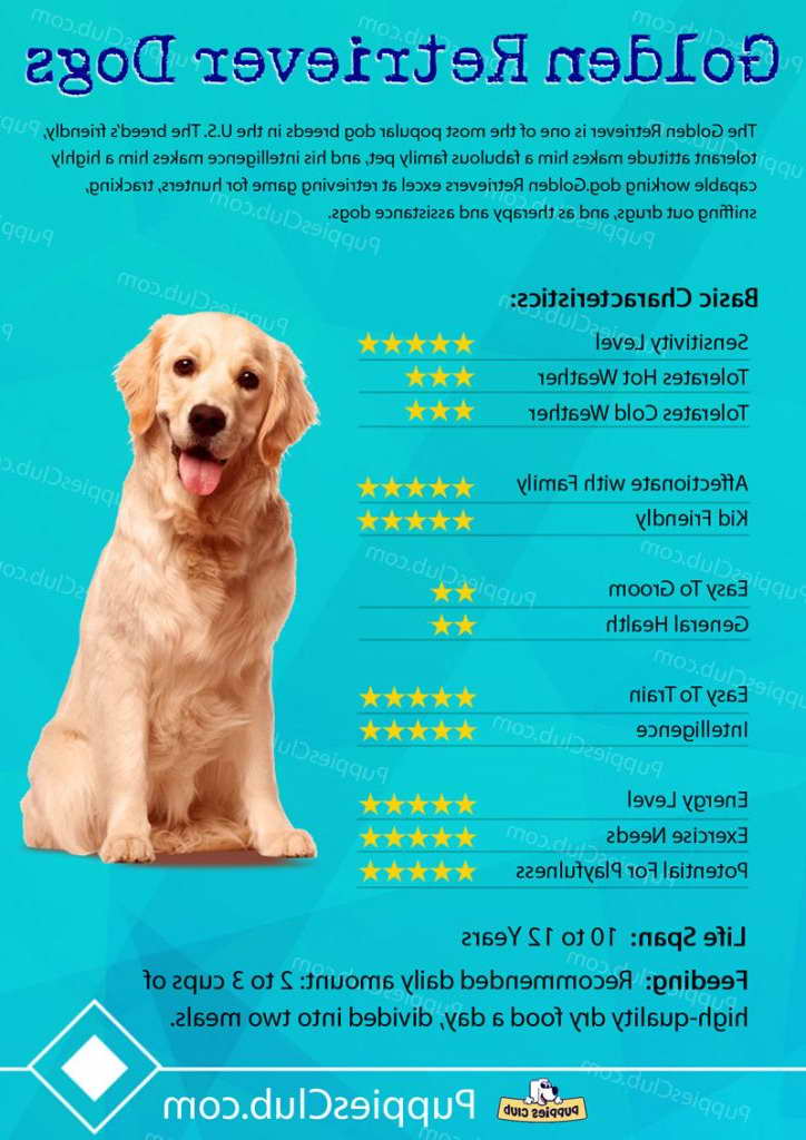 Golden Retriever Food Recommendations PETSIDI