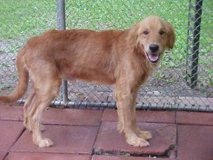 Golden Retriever For Sale Craigslist