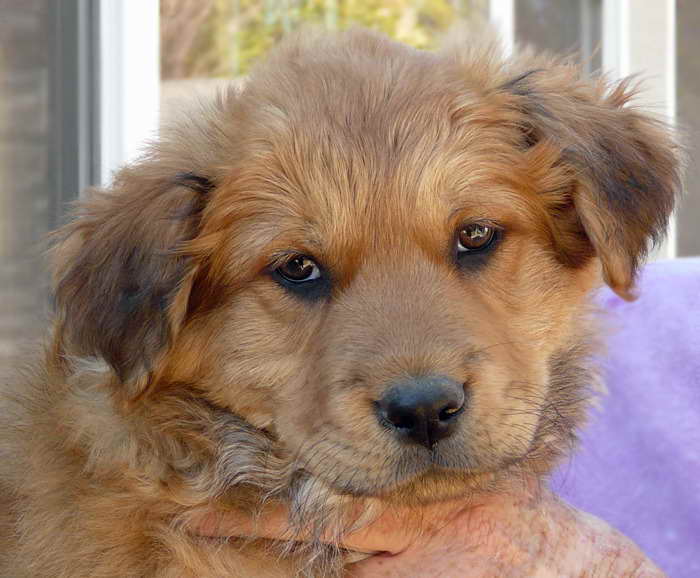 Golden Retriever German Shepherd Mix For Sale