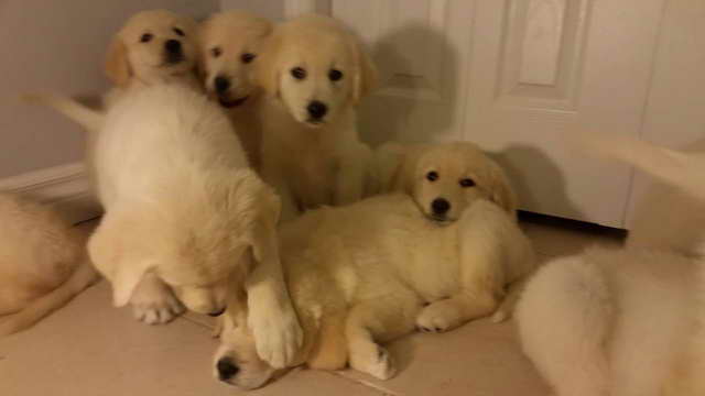 Golden Retriever Great Pyrenees Puppies For Sale
