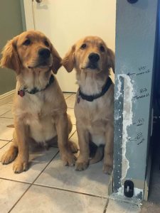 Golden Retriever Growth Chart
