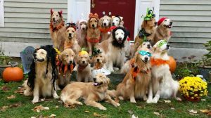 Golden Retriever Halloween