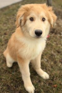 Golden Retriever Husky Mix Adoption