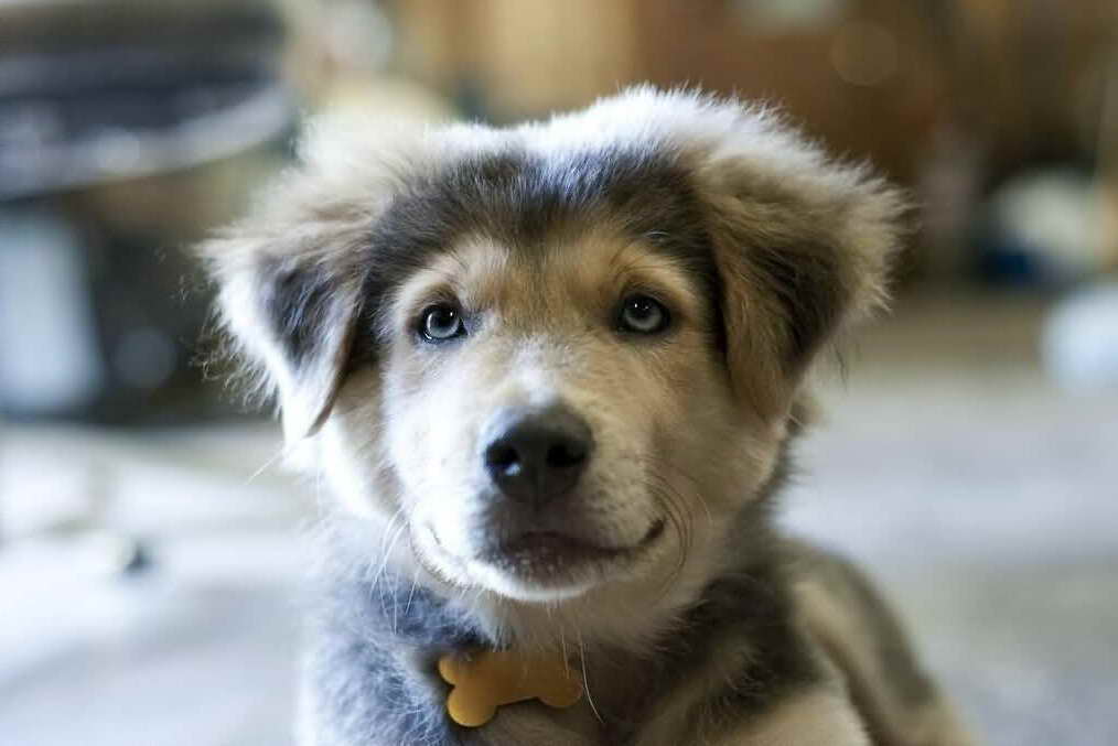 Golden Retriever Husky Puppies For Sale | PETSIDI