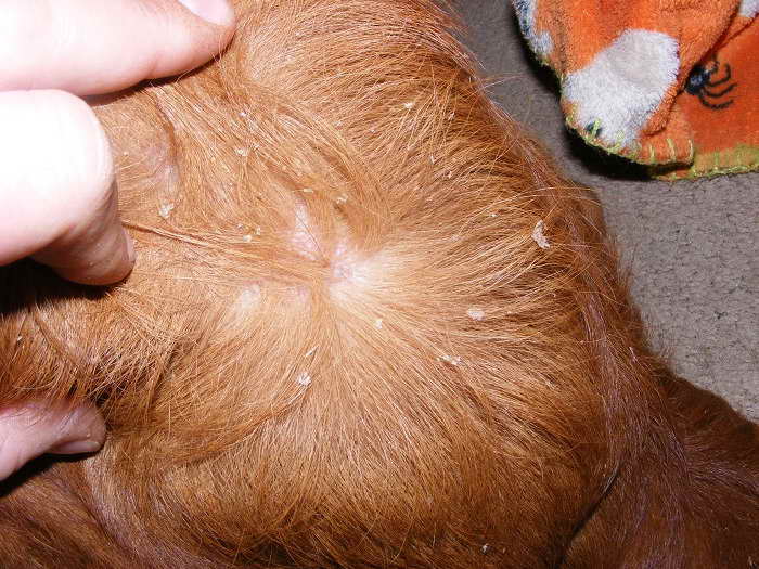 Golden Retriever Ichthyosis Treatment