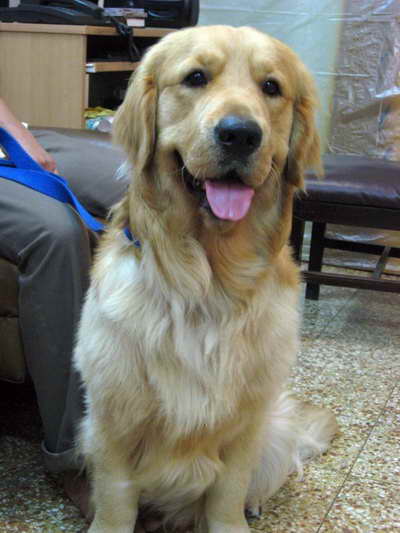 Golden Retriever India