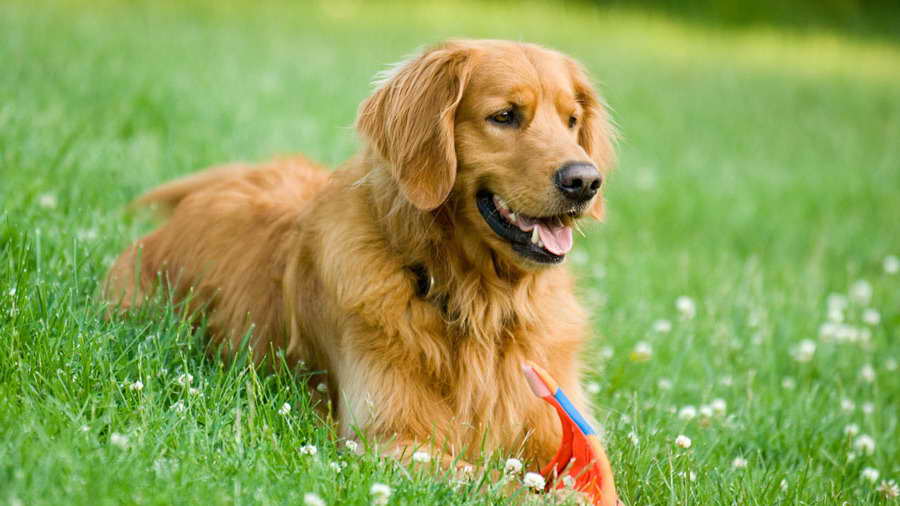 Golden Retriever Info