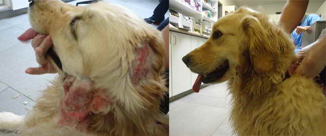 Golden Retriever Itchy Skin