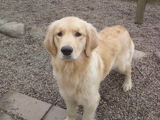 Golden Retriever Kennel