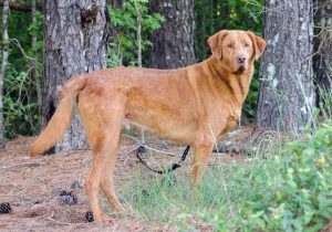 Golden Retriever Lab Mix Adoption