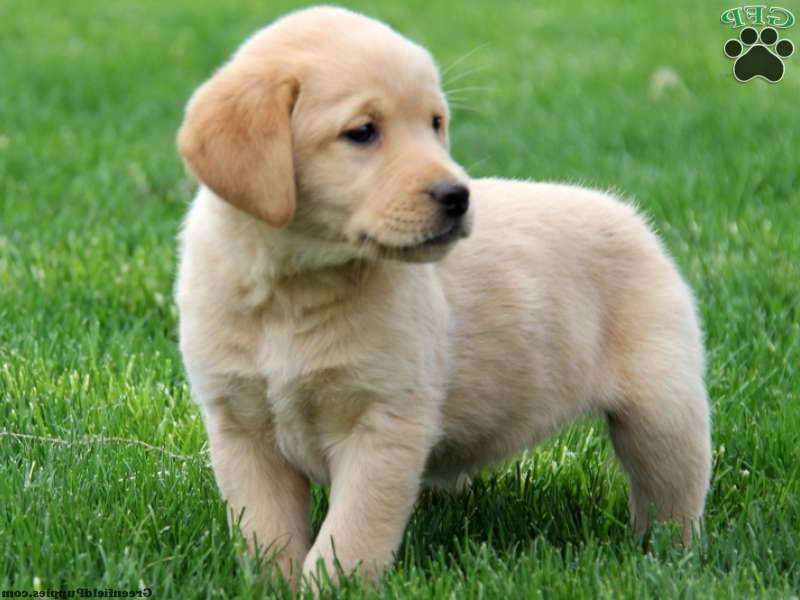 Golden Retriever Lab Puppies For Sale