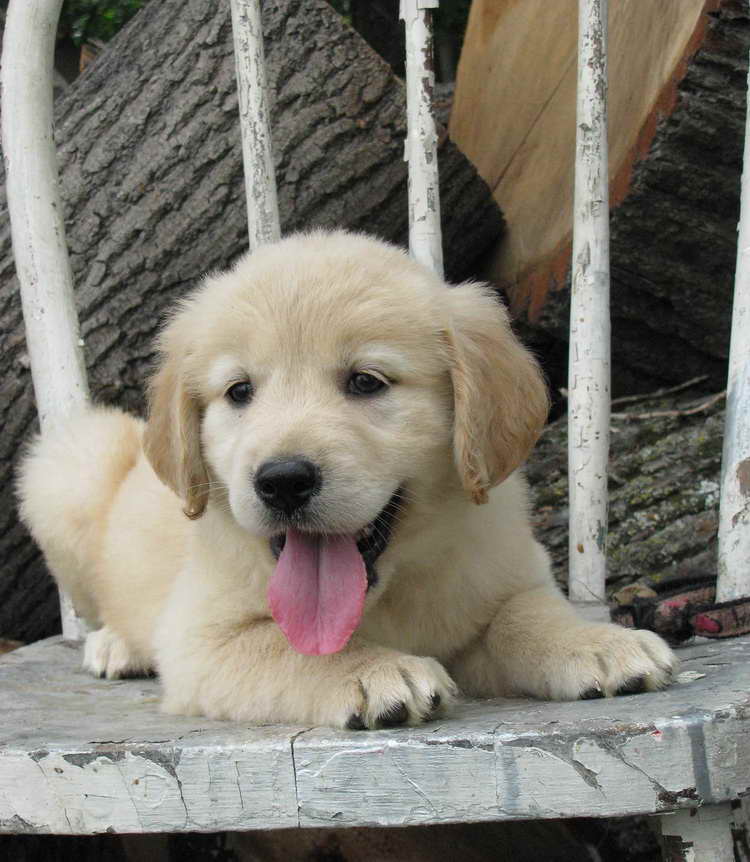 Golden Retriever Minnesota