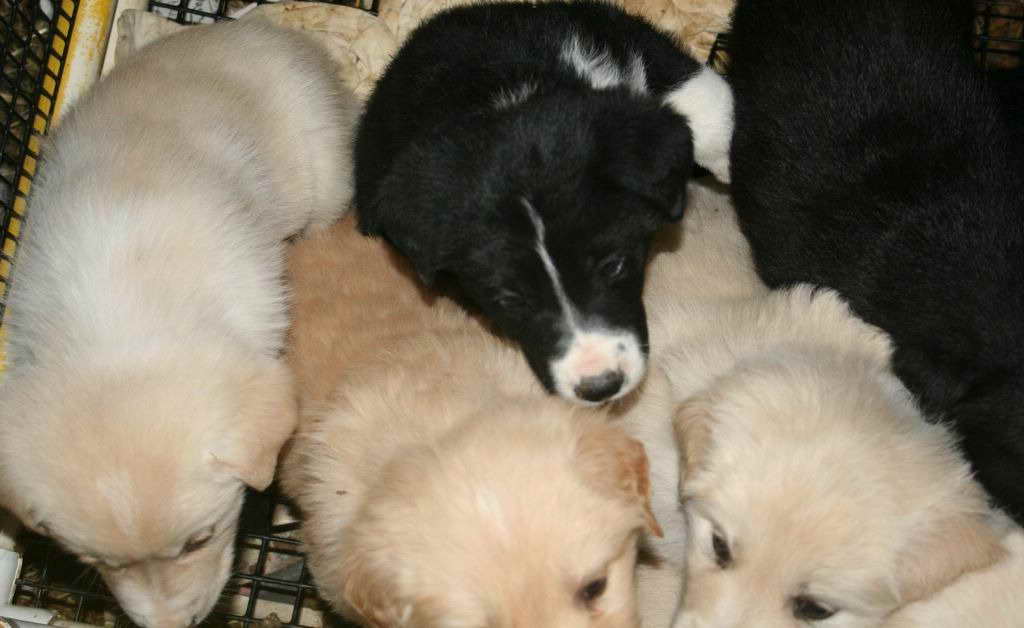 Golden Retriever Mix Puppies For Adoption