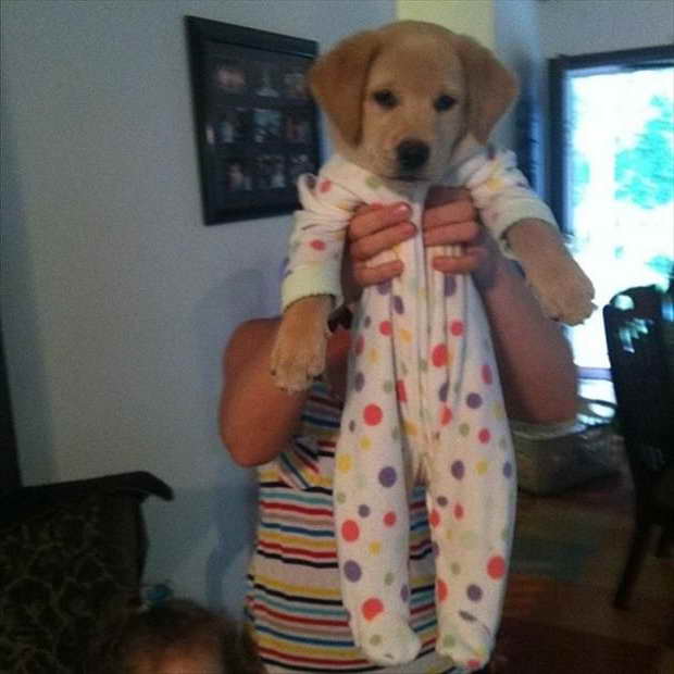 Golden Retriever Pajamas