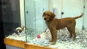 Golden Retriever Pet Store