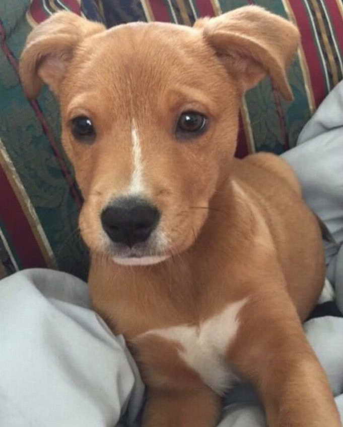 Golden Retriever Pitbull Mix Puppies For Sale