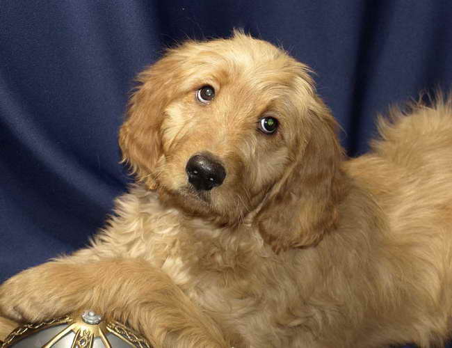 Golden Retriever Poodle Mix For Sale PETSIDI