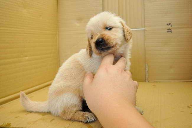 Golden Retriever Puppies Adoption Pa