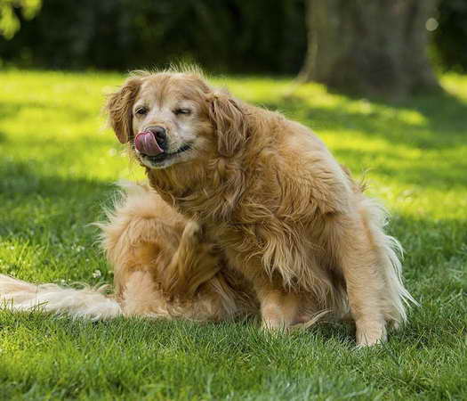 Golden Retriever Puppies Albuquerque