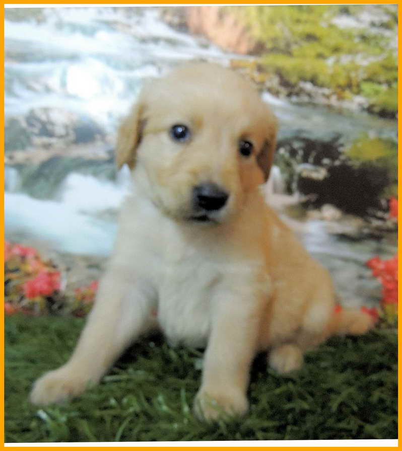 Golden Retriever Puppies Atlanta Ga