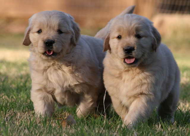 Golden Retriever Puppies Az